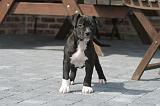 AMSTAFF  PUPPIES 282